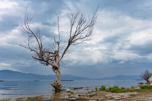 A solitary leafless tree stands by a serene lake under a dramatic cloudy sky, with distant mountains in the background.