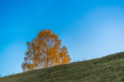 A lone autumn tree with golden leaves on a grassy hill under a clear blue sky, capturing the essence of fall in a serene landscape.