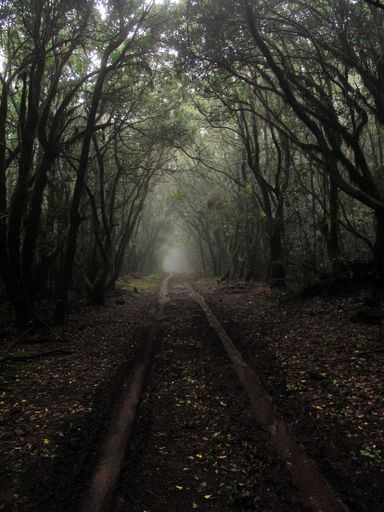 A vertical shot of a muddy pathway in the middle of tall trees with a fog
