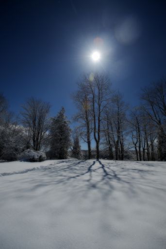 A vertical shot of a snowy field with leafless trees in the distance