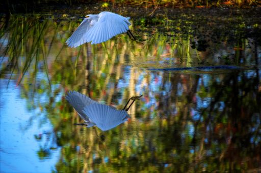 A selective focus shot of a waterbird flying above the water