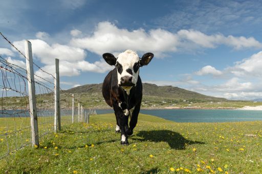 A white and black cow in a meadow next to a lake