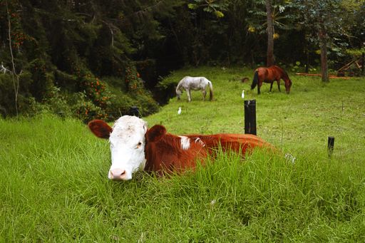 A brown and white cow grazing ith horses on the background
