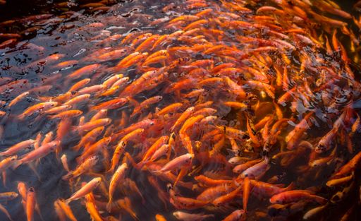 A beautiful view of orange fish swimming in a circle in the zoo on a sunny day