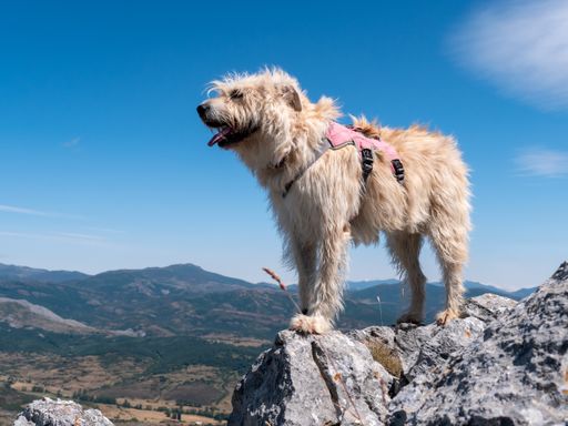 A Basque shepherd dog on top of a rocky hill