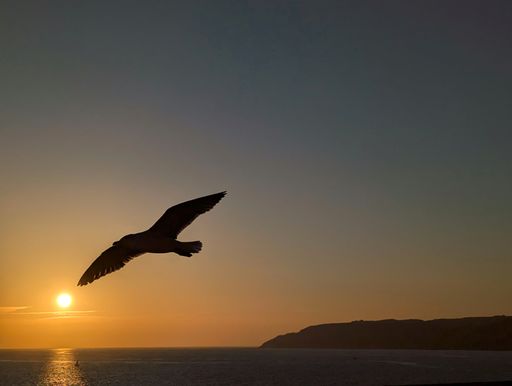 Silhouette of a seagull soaring over the ocean at sunset with a golden sky and distant cliffs.
