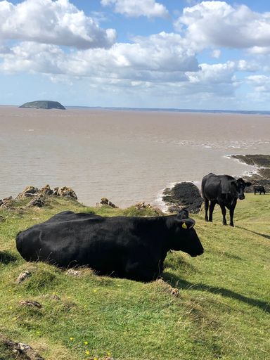 Black cows grazing on a grassy cliff overlooking the sea under a partly cloudy sky, with an island visible in the distance.