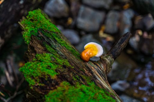 Close-up of a vibrant mushroom on a mossy log in a forest setting, showcasing natural textures and colors.