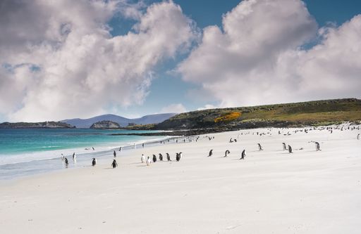 A colony of gentoo penguins (Pygoscelis papua) on the white sand of Leopard Beach on Carcass Island in the West Falkland Islands.