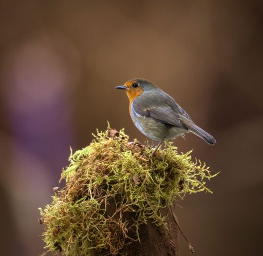 European robin perched on a moss-covered branch in a natural setting with a soft, blurred background.