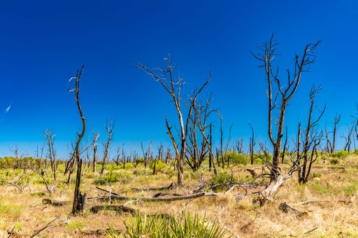 Barren landscape with dry trees under a clear blue sky, capturing the stark beauty of nature's resilience.