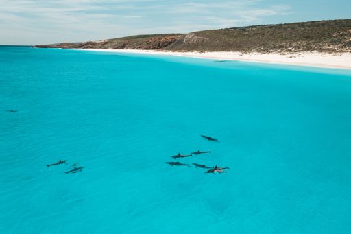 Aerial view of a pod of dolphins swimming in clear turquoise waters near a pristine beach on a sunny day.