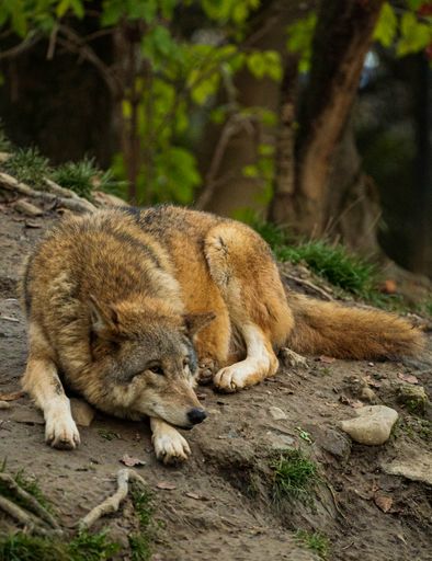 A vertical shot of a wolf lying on rocks in a zoo in the daylight with a blurry background