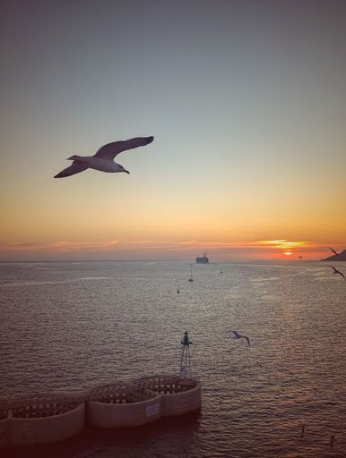 A serene sunset over the ocean with seagulls flying and a distant ship on the horizon.