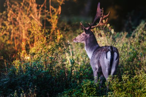 A majestic deer stands amidst lush greenery, illuminated by warm sunlight in a serene forest setting.