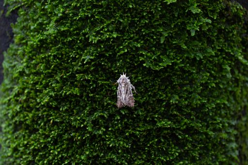 A closeup shot of a moth sitting on a tree covered in moss