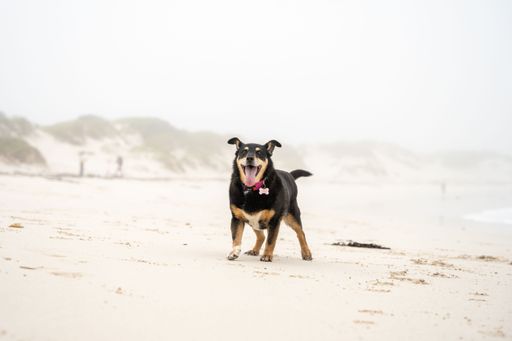 A playful Australian kelpie on the sandy beach on a misty day