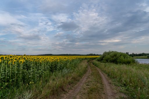 A dirt road through a sunflower field under a bright sunset sky