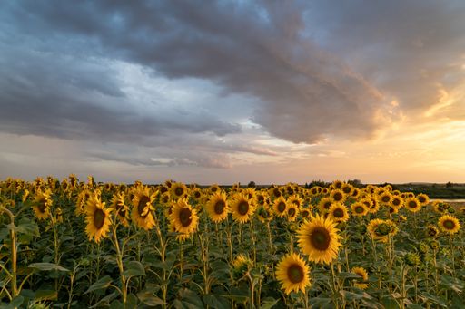 A beautiful sunflower field under a bright sunset sky