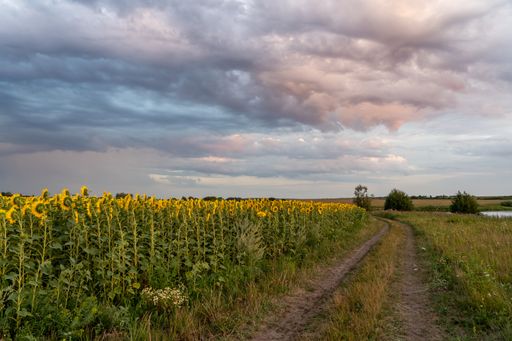 A dirt road through a sunflower field under a bright sunset sky
