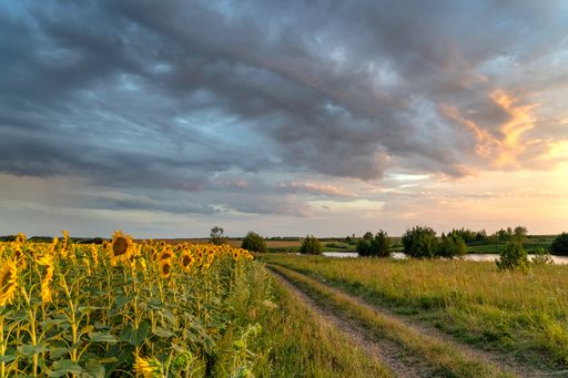 A dirt road along a beautiful sunflower field under a sunset sky
