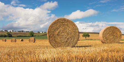 A closeup shot of hays in the field in the countryside of France
