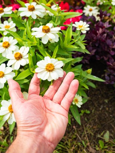 A vertical shot of a hand picking vibrant feverfew flowers in a sunny green garden