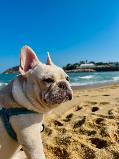 A French bulldog sits on a sandy beach under a clear blue sky, with waves in the background.