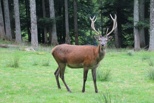 A male deer in the green woods