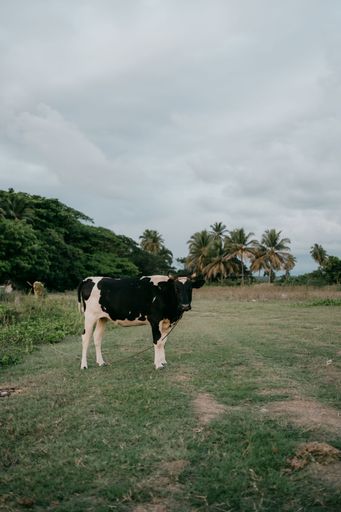 A cow standing in a grassy field with palm trees and a cloudy sky in the background.