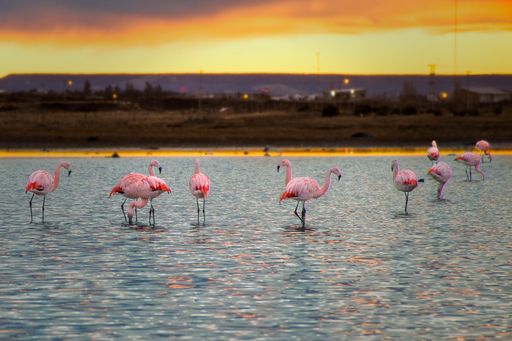 A closeup shot of flamencos in the pond with a colorful skyline at sunset in the background
