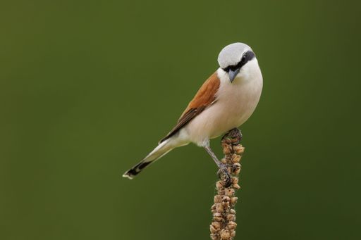 A close-up of a red-backed shrike perched on a plant with a blurred green background.