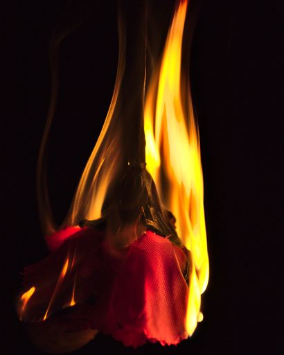 A vertical shot of the red rose on fire flames shot in a studio with a black background.