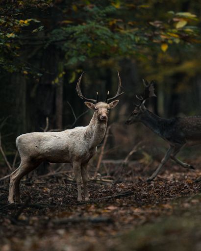 Majestic deer standing in a serene forest during autumn, surrounded by rich foliage and soft light.