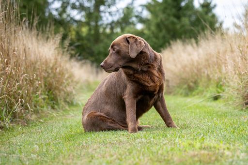 A chocolate Labrador Retriever sitting on a grassy path surrounded by tall grass, looking to the side in a serene outdoor setting.