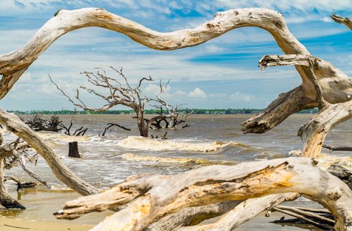 A driftwood on a sandy beach with waves and a clear blue sky in Driftwood Beach, Jekyll Island, Georgia
