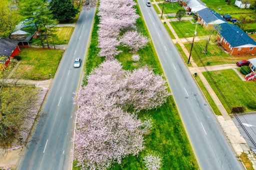 An aerial beautiful shot of cherry blossoms during Springtime surrounded by streets and houses