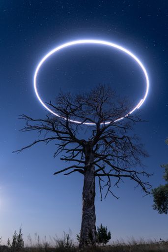 Long exposure shot of the dried pine, with sky full of stars and circle, made with drone,