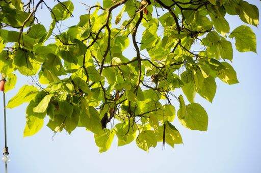 A shot of the tree branches with big leaves on them on a plain blue background.
