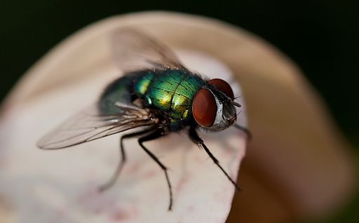 A macro shot of a diptera fly on a plant