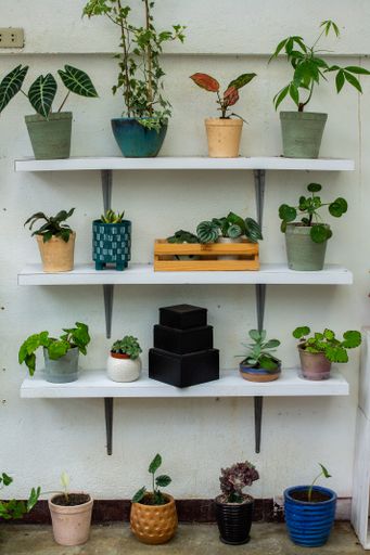 A vertical shot of various houseplants in different pots
