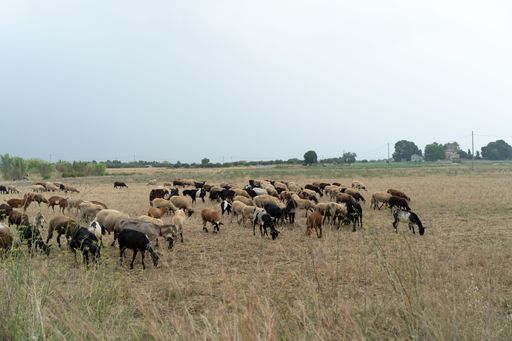 The cattle herd grazing in a field