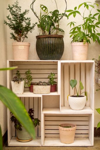 A vertical shot of various houseplants in different pots