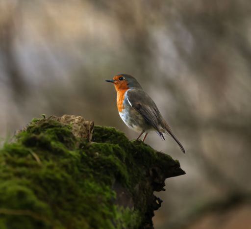 A European robin perched on a mossy log in a serene forest setting.