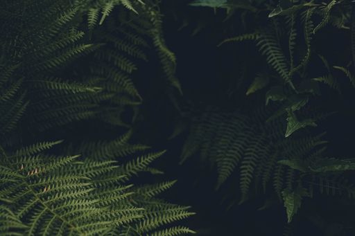 A selective focus shot of green ferns in a garden