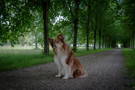 A brown and white dog sits on a tree-lined path, surrounded by lush greenery, creating a serene outdoor scene.