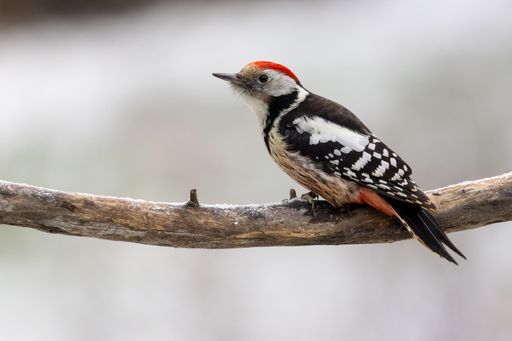 Close-up of a woodpecker perched on a branch, showcasing its vibrant red and black plumage against a soft blurred background.