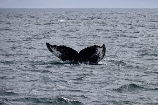 A high angle shot of a humpback whale tale in the ocean near Holmavik in Iceland