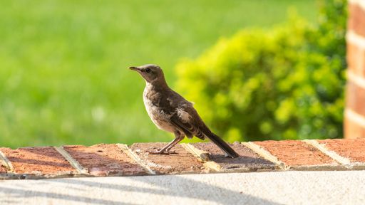A shallow depth of field shot of the bird in the garden