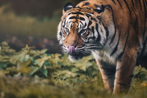 A majestic tiger prowling through lush greenery, showcasing its powerful presence and striking stripes.